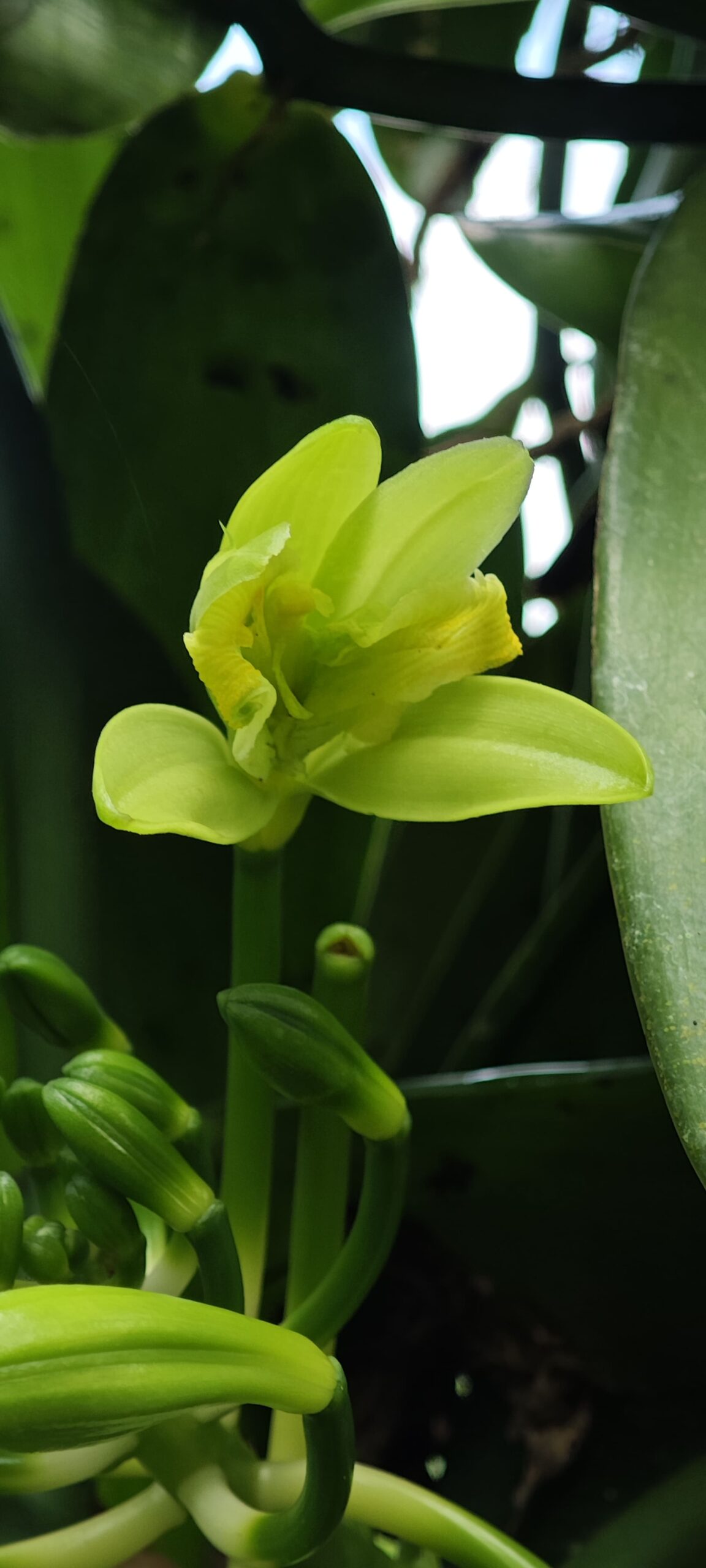 About 1 Nalua Vanilla Flower