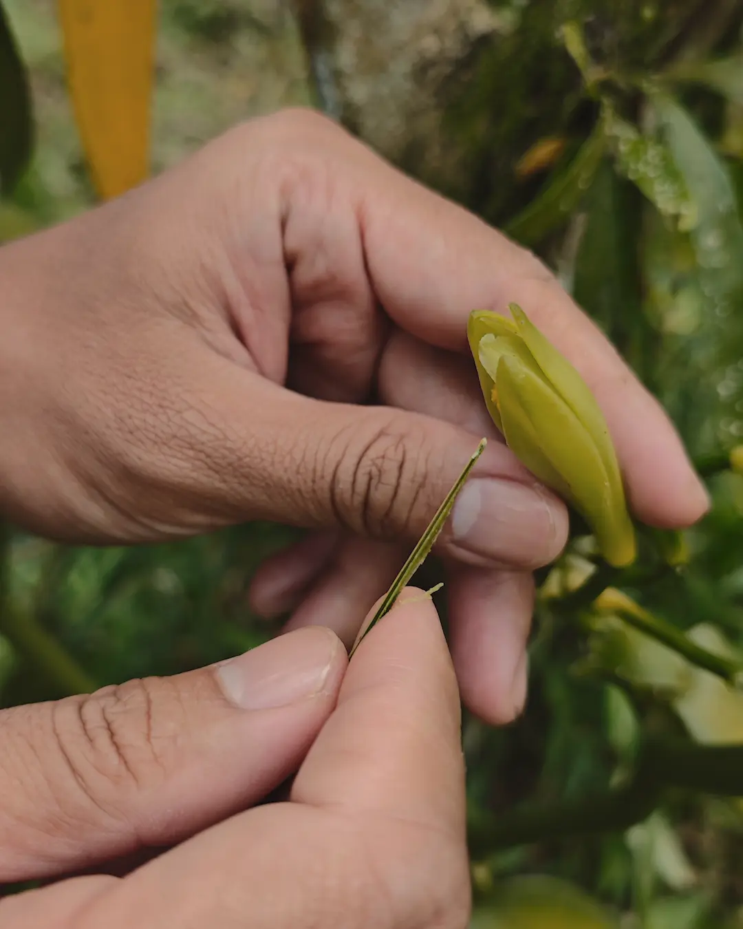 Hand-Pollinated Vanilla: Inside Nalua's Bali Farm 1 Hand-Pollinated Vanilla