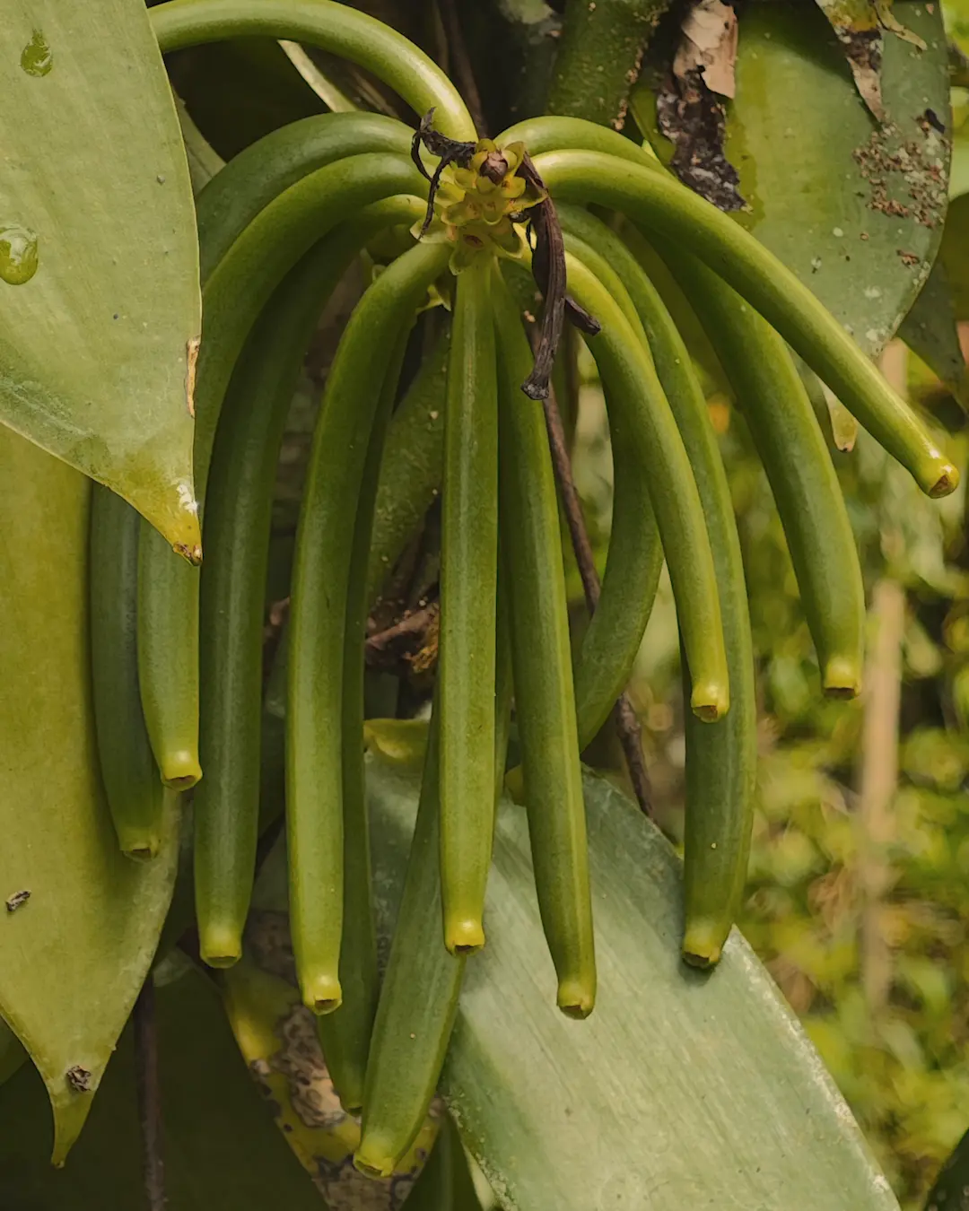 vanilla farm bali