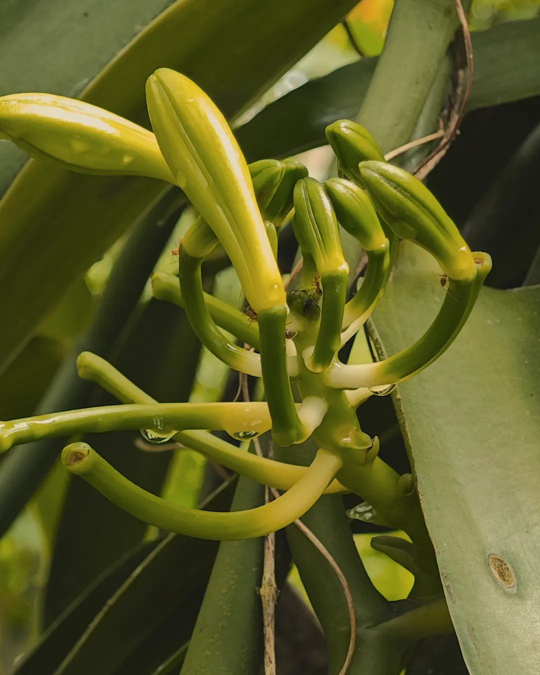vanilla