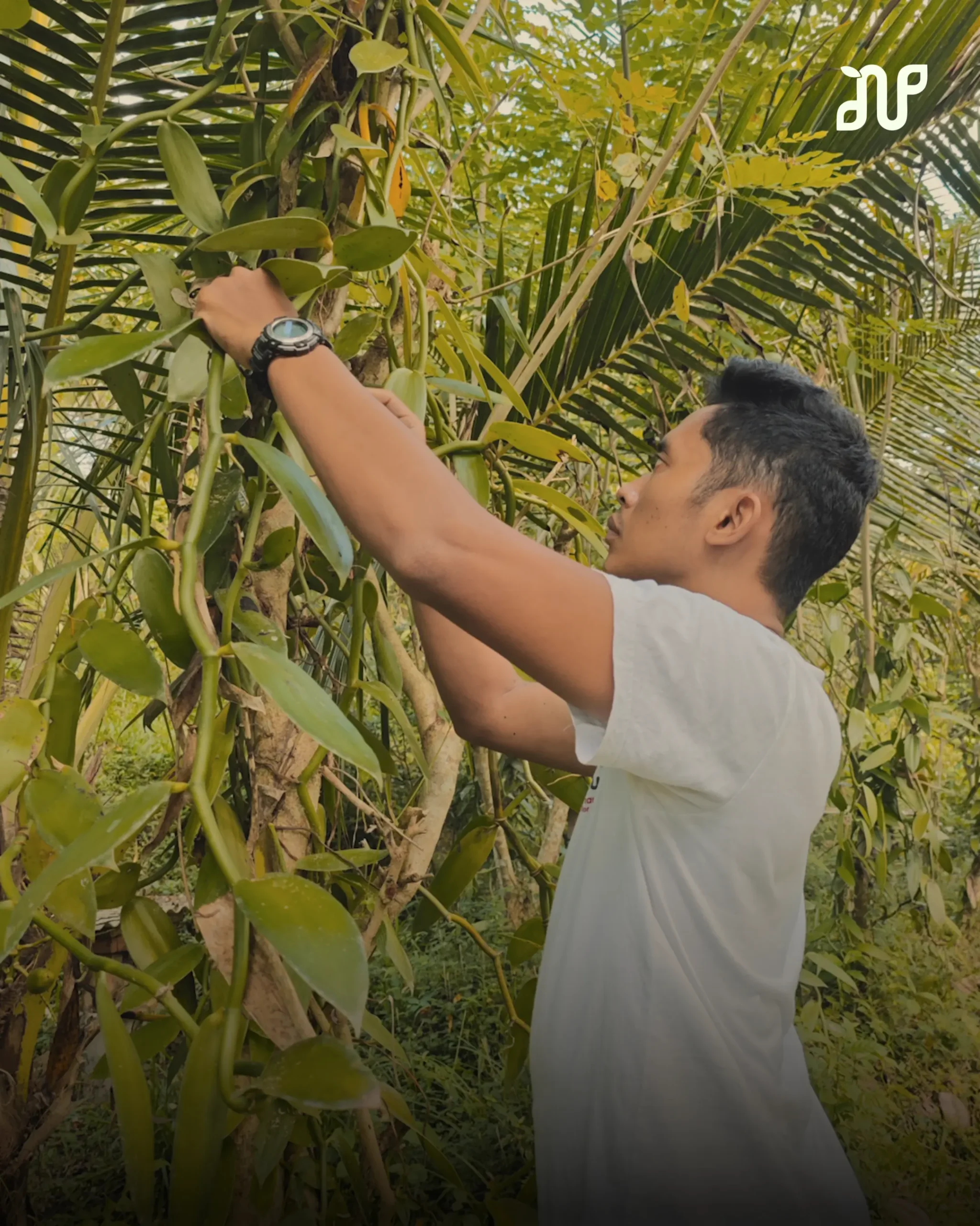 Nalua Vanilla Bali founders Dio and Citra at their Bali vanilla farm